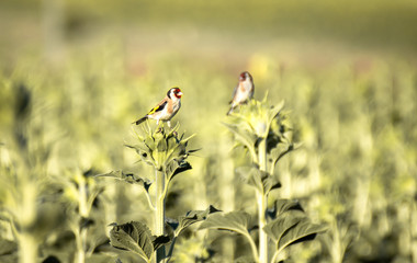 Beautiful couple of European Goldfinch (Carduelis carduelis) resting in a sunflower with blurred and neutral background with copy space.