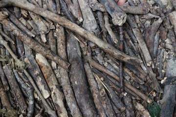 bark of a tree