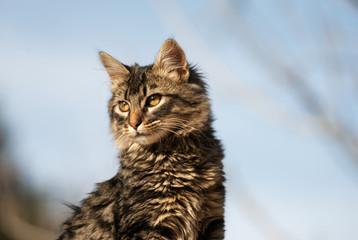 Cute kitten outdoor in summer 