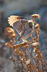 LITTLE OWL - MOCHUELO COMUN (Athene noctua)