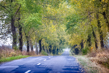 Obraz premium Beautiful beech canopy country road