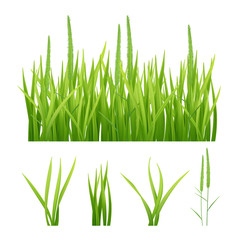 Grass realistic. Green nature vector pictures of grass and leaves plantain 3d objects. Illustration of grass green, fresh lawn growth