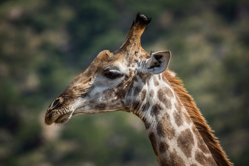 Naklejka na ściany i meble Giraffe in Kruger National park, South Africa