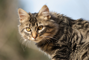 Cute main coon cat outdoor in spring 