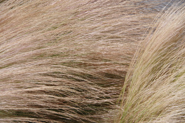 Close up full frame view of long stemmed golden dry grass in the wind