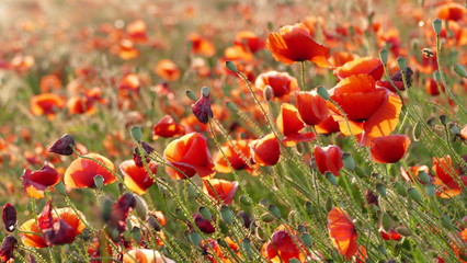 Obraz premium Mohnblumen im Wind