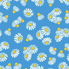 Chamomile, daisy vector pattern. Floral seamless texture. Illustration of seamless chamomile texture, floral background pattern, summer flower daisy