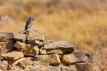 LITTLE OWL - MOCHUELO COMUN (Athene noctua)