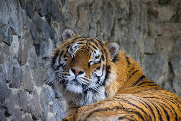 Fototapeta na wymiar Tiger resting 
