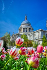 St. Paul's Cathedral in Central London, England, UK surrounded by tulips.