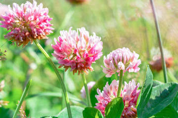 Pink clover aka Trifolium repens in grass on summer meadow. Shamrock flower