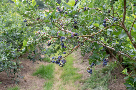 Northern Highbush Blueberry Plantation