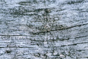 Vintage old wood background texture. Selective focus.Workpiece for design