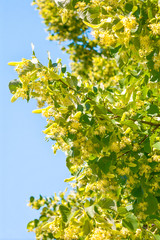 Flowers of blossom Linden tree, apothecary, natural medicine, healing herbal tea