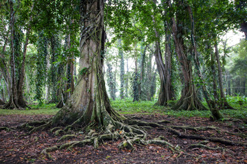 Pura Vida - This is beautiful Costa Rica