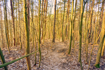 Path in the forest - autumn landscape