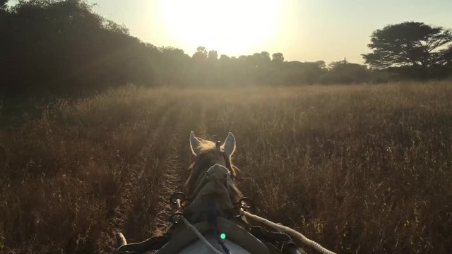 View from the horse cart rider in Myanmar
