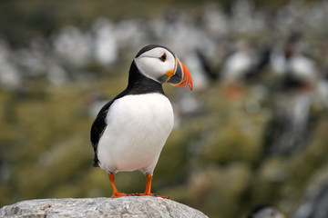 Young puffin standing on a rock, Farne Islands, Great Britain