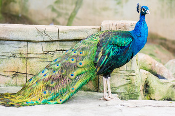 peacock with feathers