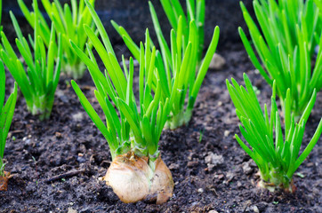Onion head with green leaves growing in ground. 