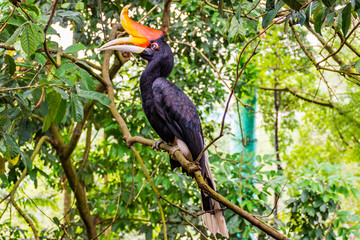 hornbill © Bhikram Seth