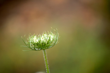 Daucus carota plant.