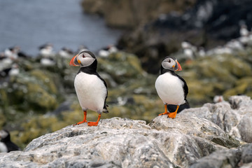 Two puffins standing on a cliff with a large group of puffins in the background, Farne Islands, Great Britain