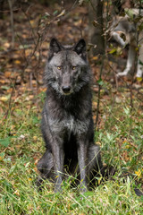 Beautiful Timber Wolf (also known as a Gray Wolf or Grey Wolf) sitting down, with black and silver markings