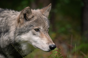 Timber Wolf (also known as a Gray Wolf or Grey Wolf) Portrait with Fall Color in the Background	