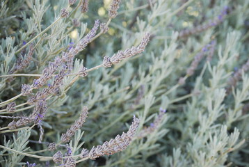 Wild Floral Lavender, Flower Portrait