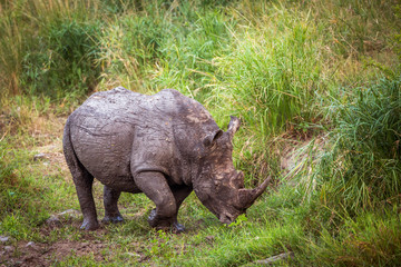 Obraz premium Southern white rhinoceros in Kruger National park, South Africa