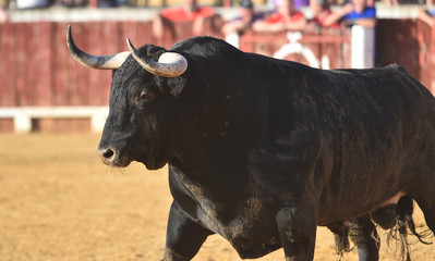 toro negro en españa