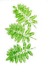 Rowan Tree Leaf Silhouette On Textured Paper With Abstract Colored Watercolor Drawing Background