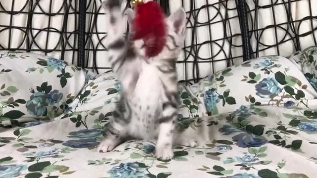 American short hair cat