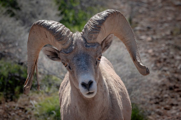 Close Up Image of a Bighorn Sheep, Red Rock Canyon, Nevada