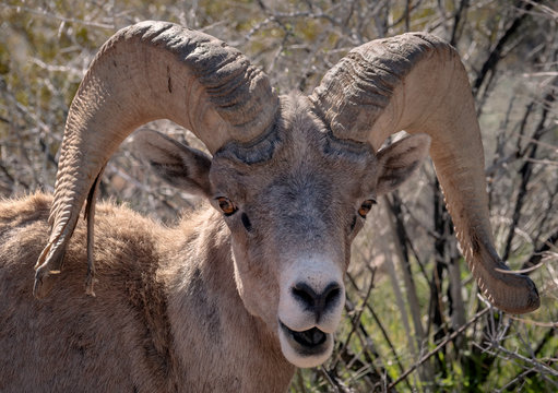 Close Up Image of a Bighorn Sheep, Red Rock Canyon, Nevada