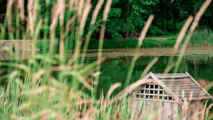 view on forest lake. reflection of trees in water.  Log cabin near lake. Wooden duck house in the water.
