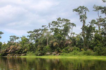 Landscape of the tropical rainforest in Tortuguero, Costa Rica