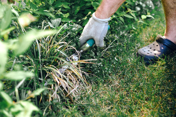 Plucking weeds in the garden. The man pulls weeds out of the garden, cuts the grass. The concept of taking care of the garden, bringing order. Spring summer cleaning outside the house.
