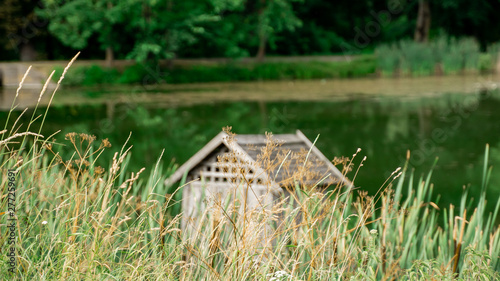 Wild Grass Cattails Hogweed Near Green Water Lake Blurred Log