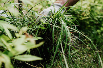 Plucking weeds in the garden. The man pulls weeds out of the garden, cuts the grass. The concept of taking care of the garden, bringing order. Spring summer cleaning outside the house.