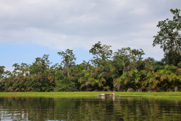 Landscape of the tropical rainforest in Tortuguero, Costa Rica