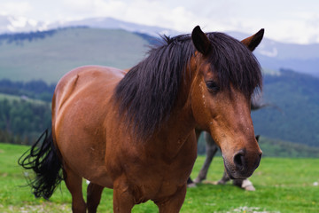Fototapeta premium Mountain landscape with grazing horses, Transalpina, Romania