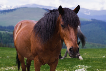 Fototapeta premium Mountain landscape with grazing horses, Transalpina, Romania