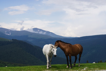 Fototapeta na wymiar Mountain landscape with grazing horses, Transalpina, Romania