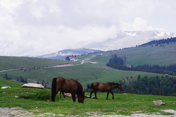 Mountain landscape with grazing horses, Transalpina, Romania