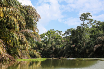 Landscape of the tropical rainforest in Tortuguero, Costa Rica