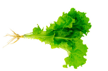 Plant fresh green lettuce with root. Photo