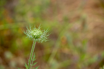 Daucus carota plant with white leaves.