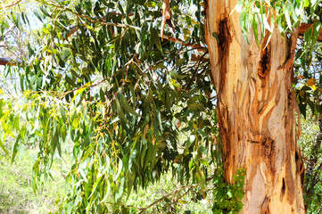 Australian native eucaplytus gum tree framing natural bush setting on summer day in Belair, South Australia.